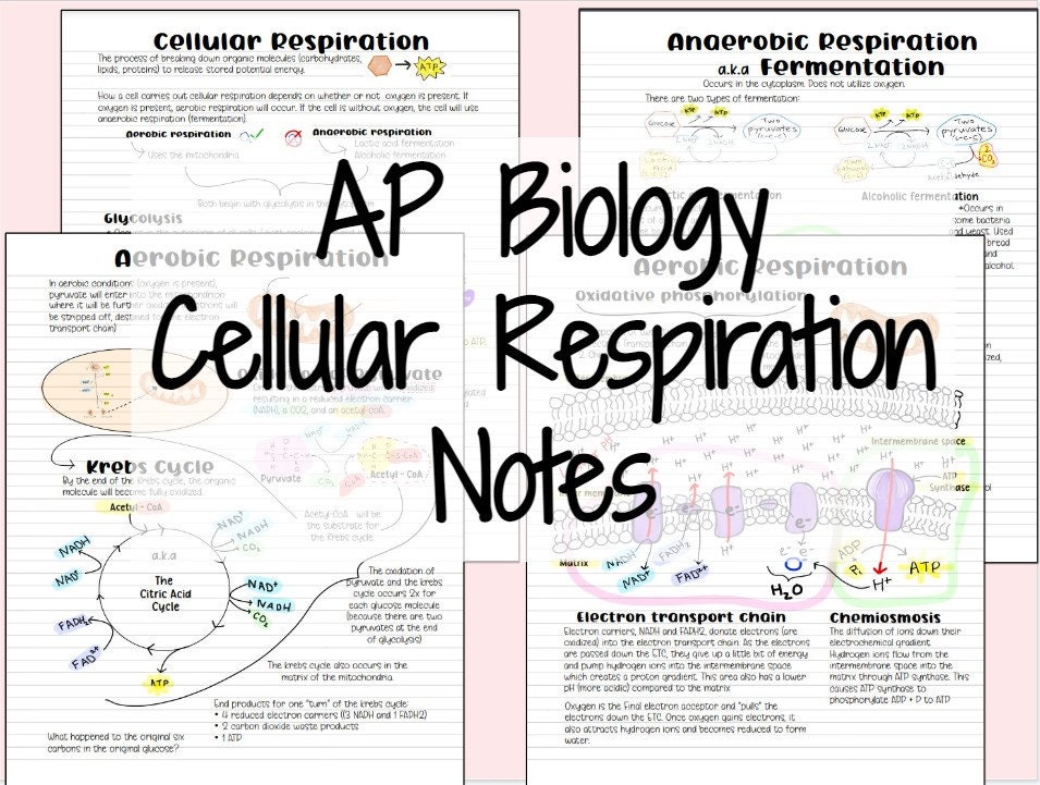 AP Biology Cellular Respiration Notes aerobic & Anaerobic Respiration