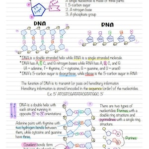 AP Biology DNA Structure and Replication Notes - Etsy
