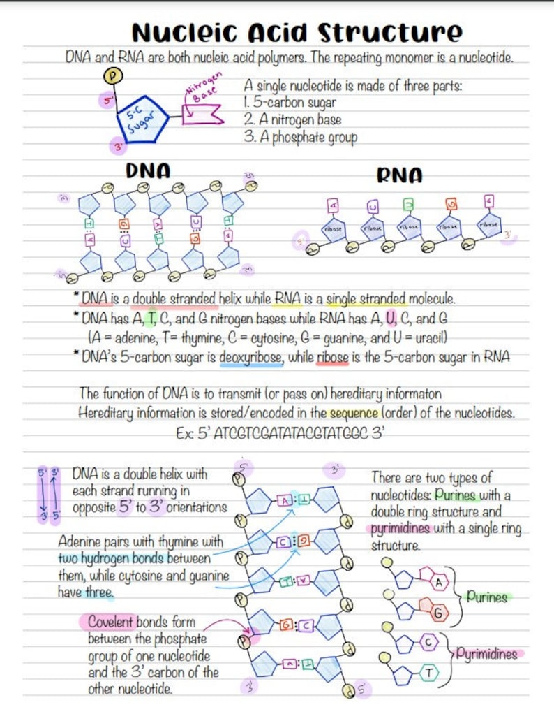 AP Biology DNA Structure and Replication Notes - Etsy
