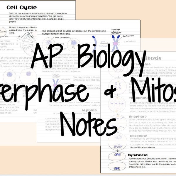 Interphase & Mitosis Notes (AP Biology, General Biology)