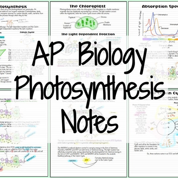 AP Biology Photosynthesis Notes