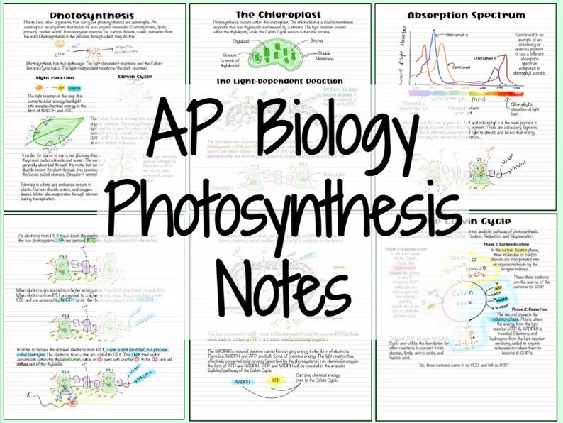 AP Biology Photosynthesis Notes - Etsy