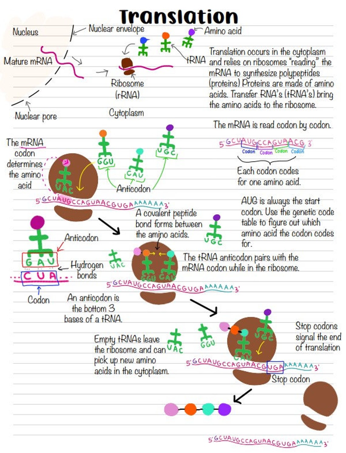 Protein Synthesis Notes (transcription and Translation) - Etsy