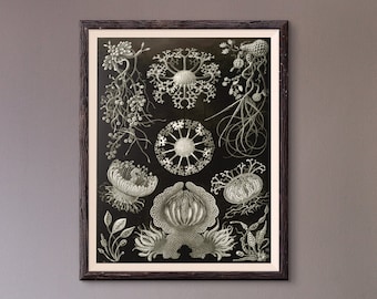 Antique Ernst Haeckel Printed Art, Antique Fungi Art, Antique Art Print, Antique Poster, House Warming Gifts, Fungi, Wall Art