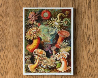 Antique Ernst Haeckel Printed Art, Sea Anemone, Antique Sea Anemone Art, Antique Art Print, Antique Poster, House Warming Gifts, Wall Art