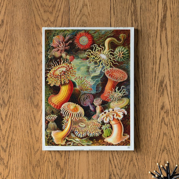 Antique Ernst Haeckel Printed Art, Sea Anemone, Antique Sea Anemone Art, Antique Art Print, Antique Poster, House Warming Gifts, Wall Art