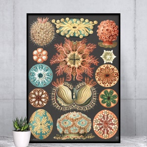 May include: A framed print featuring a collection of colorful, vintage illustrations of marine life. The artwork showcases various sea creatures in shades of coral, teal, gold, and brown against a dark gray background. The print is displayed with a small potted plant.