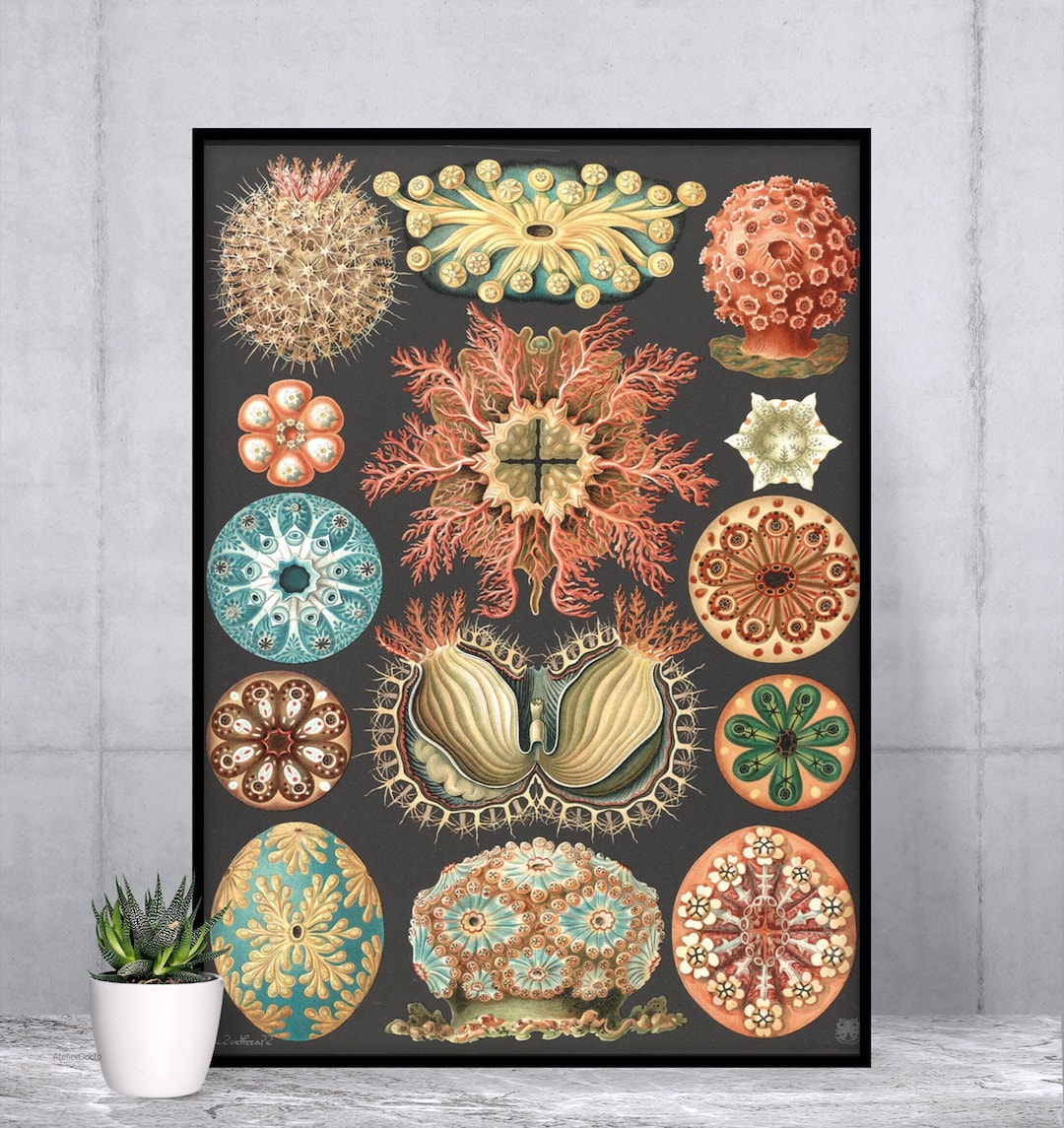 ernst-haeckel-sea-squirts-poster-antique-marine-biology-art-print