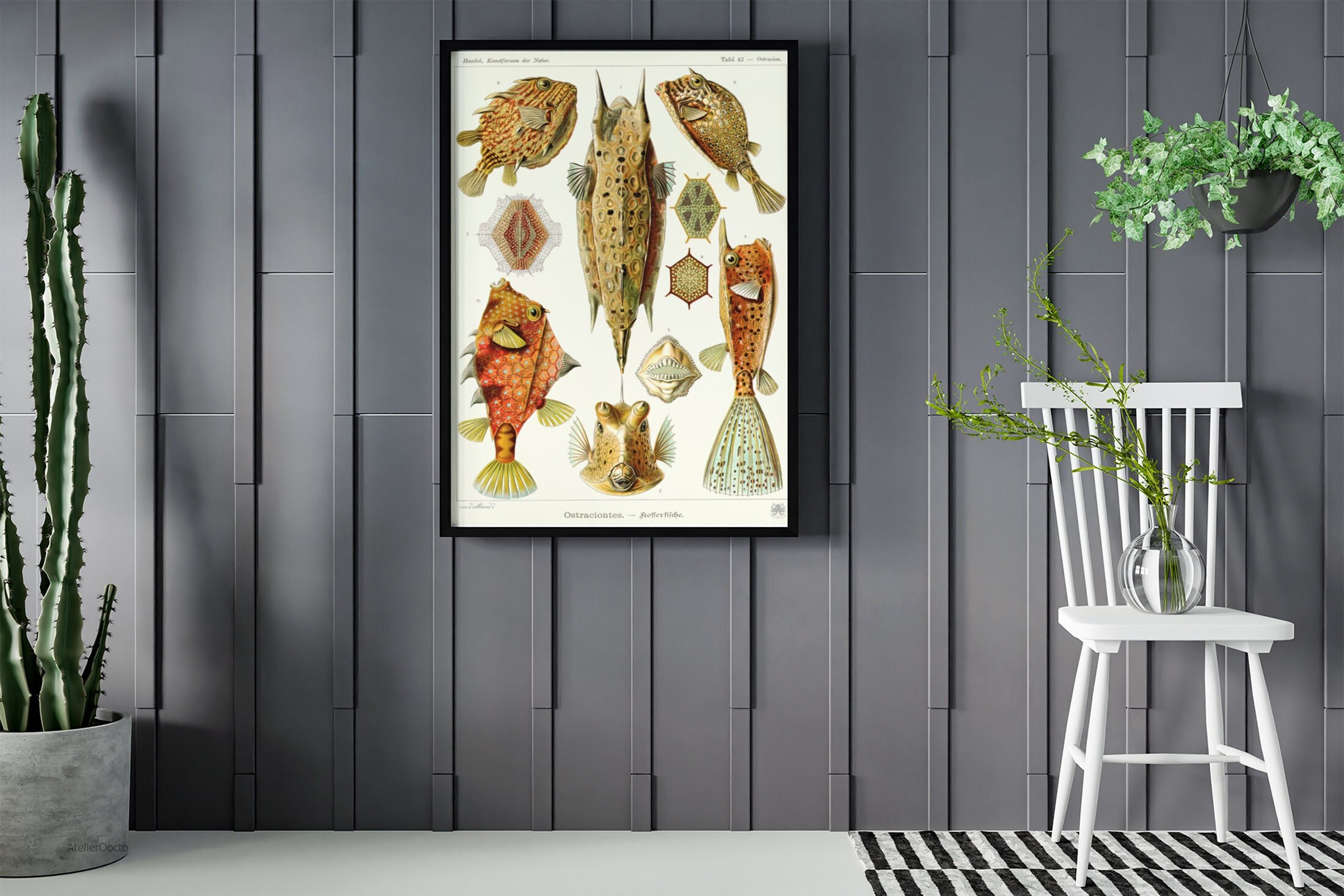 Antique Ernst Haeckel Printed Art, Bootfish, Antique Bootfish Art, Antique Art Print, Antique Poster, House Warming Gifts, Wall Art