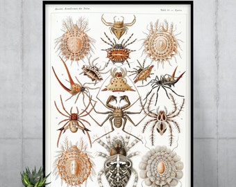 Haeckel Spiders Art Print — Antique Arachnid Natural History Poster 1904