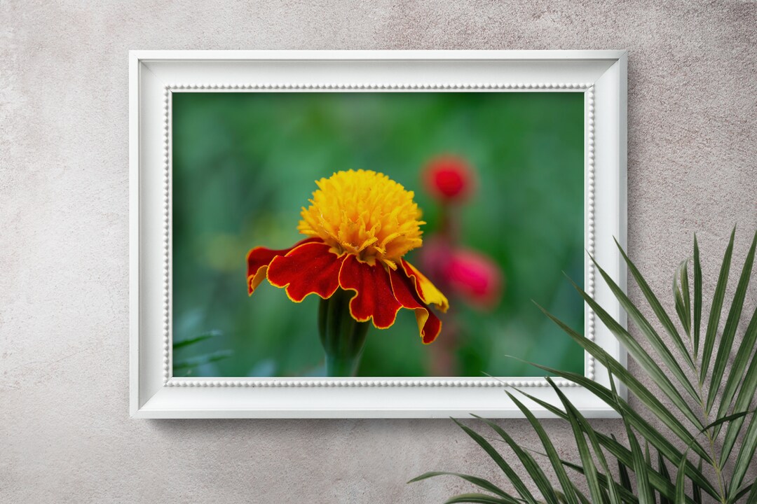 Marigold Poster Floral Wall Art Print Red Flower Poster Etsy