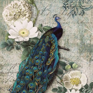 Decoupage Rice Paper-    Peacock Majesty  - Decoupage Paper 117