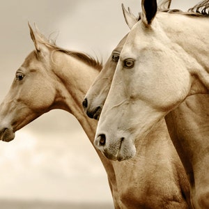 Sepia Horses(REVERSED) Decoupage Paper  (Mint by Michelle) - 1.00 Shipping Available