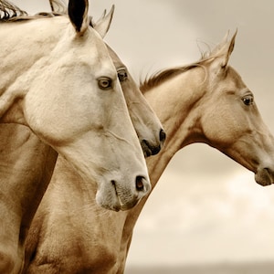 Sepia horses Decoupage Paper  (Mint by Michelle) - 1.00 Shipping Available