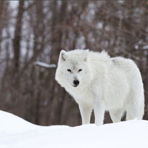 May include: A white arctic wolf stands in a snowy forest, looking directly at the camera.