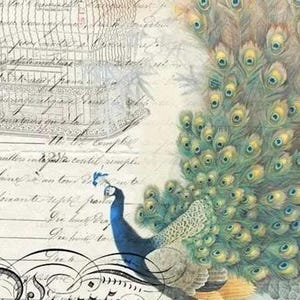 Peacock Ephemera Right - Roycycled Decoupage Tissue Papers  - ROY 25 Large Format 20x30 inches