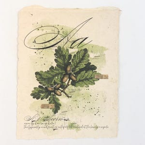 May include: A vintage botanical illustration of an acorn with the word "Acorn" written in cursive script. The illustration is on a textured, cream-colored paper with green watercolor accents.