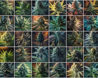 30 PCS Cannabis Home Decor Collage Kit, Stoner Decor, Printable Weed Poster, Digital Download