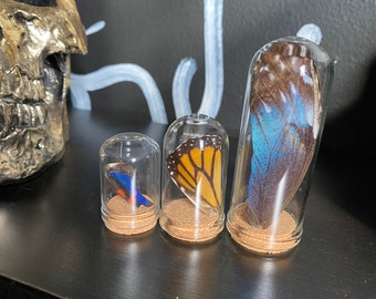Butterfly wing display in a glass cloche dome