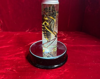 Giant Grasshopper Wet Specimen vial oddity jar