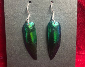 Elytra wings real jeweled beetle wings hypoallergenic 925 sterling silver earrings