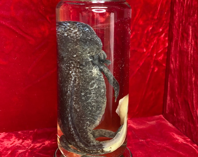 Firefly Axolotl Wet Specimen Vial Oddity Jar Firefly Morph - Etsy