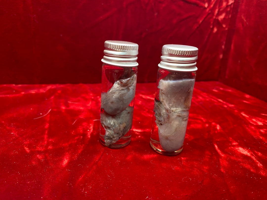 Bobcat Testicles Wet Specimen Vial Oddity Jar 1 Pair / 2 Balls Etsy