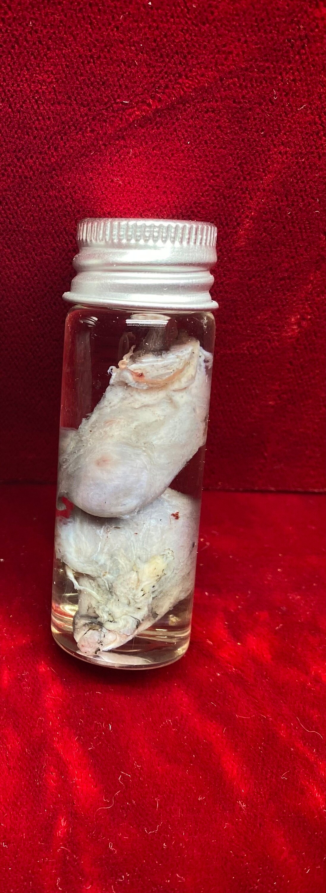 Bobcat Testicles Wet Specimen Vial Oddity Jar 1 Pair / 2 Balls Etsy