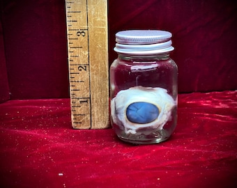 Sheep Eye Wet Specimen vial oddity jar