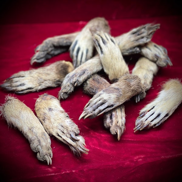 Mummified Raccoon Paw Real raccoon taxidermy