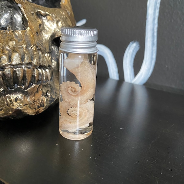 Octopus Tentacles Wet Specimen Jar