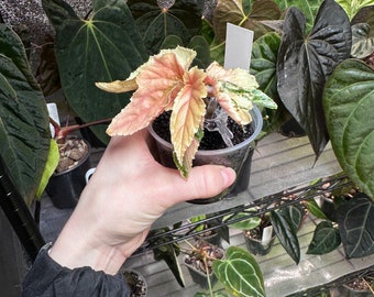 RARE Ginny Galaxy Begonia