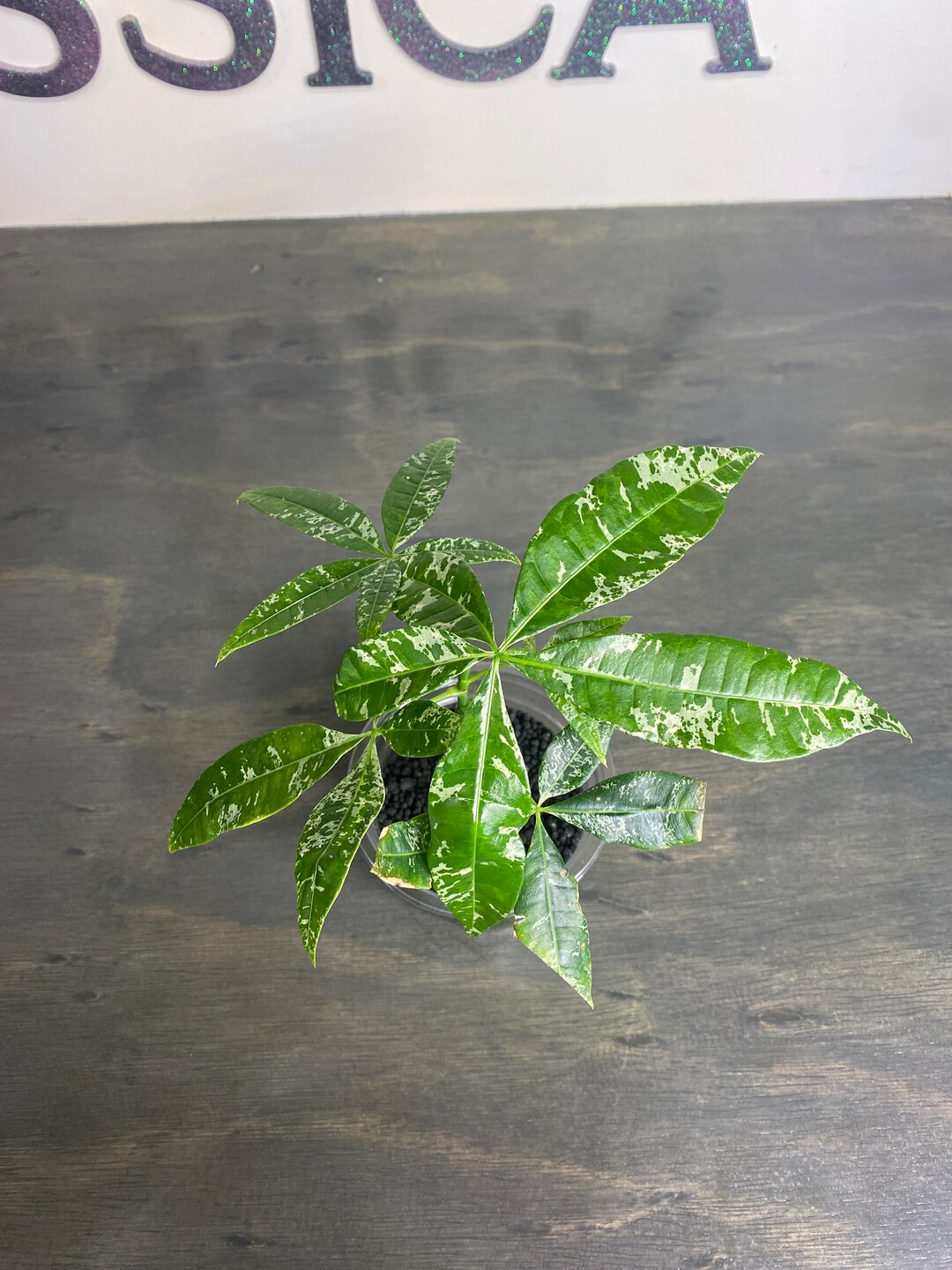 Rare Variegated Money Tree Etsy
