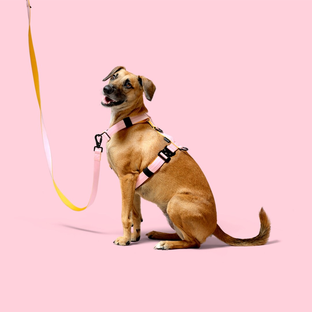 Nopull Front Clip Tactical Comfort Harness Light Pink Etsy