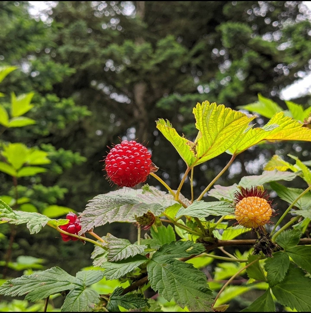 Salmonberry Drawing