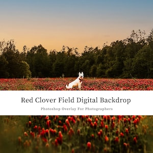 Red Summer Wildflower Clover Field Photoshop Background Overlay