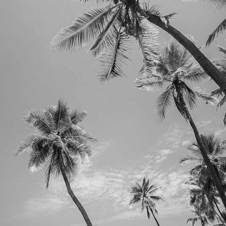 Elegant Black and White TROPICAL Photo Gallery Wall Photography Print ...
