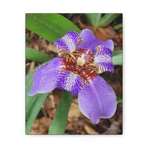Canvas, Flower Canvas, Iris Canvas, Plant Canvas, Walking Apostle Iris Flower -  Iridaceae family Canvas