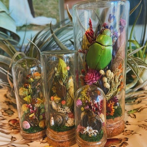 May include: Four glass jars containing various floral and insect specimens. The jars are made of clear glass with cork lids. The specimens include dried flowers, a green beetle, and a brown beetle.