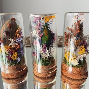 Spécimens de terrarium en verre