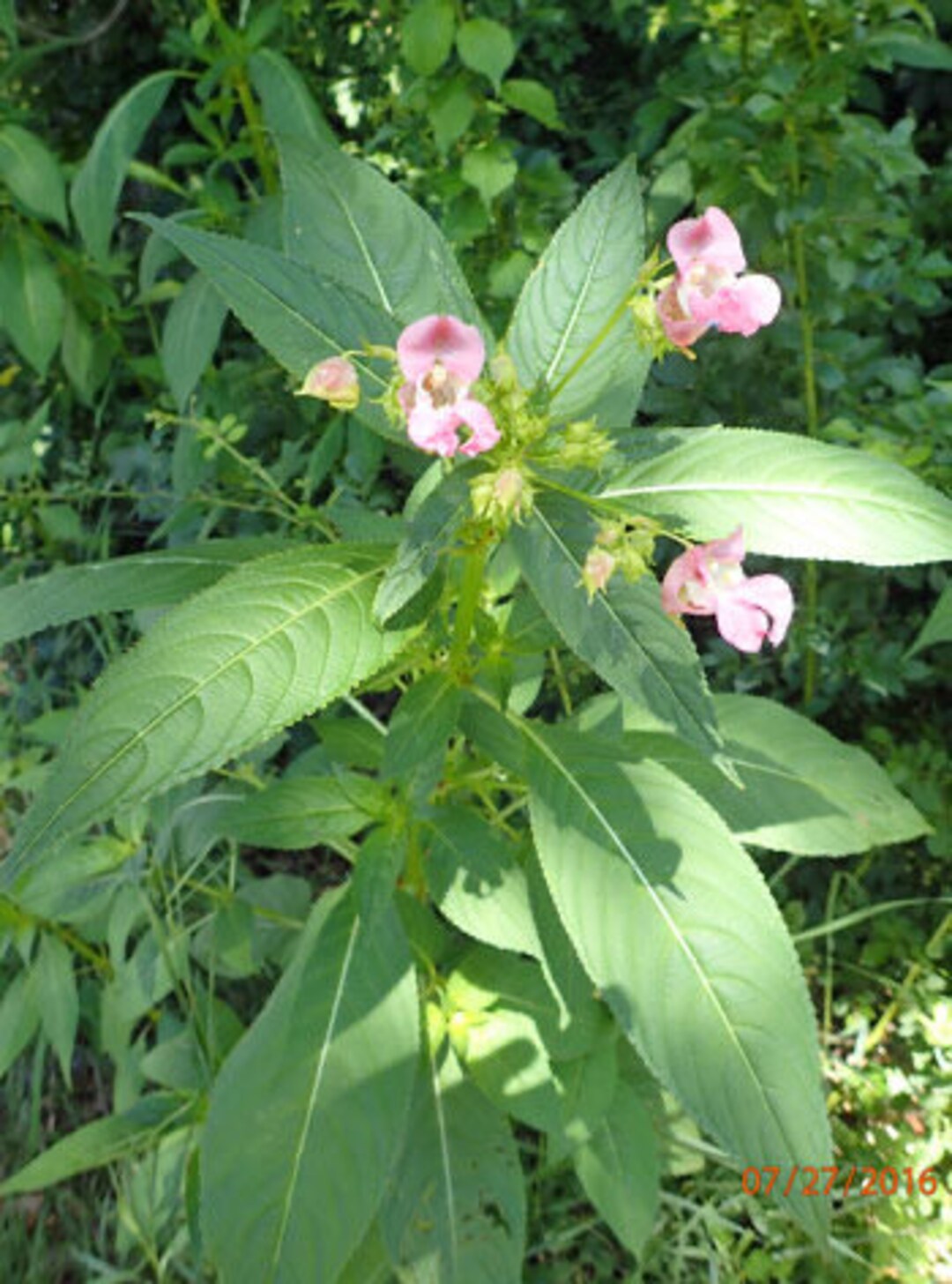 Jewelweed/impatiens/touch Me Not Seeds Etsy