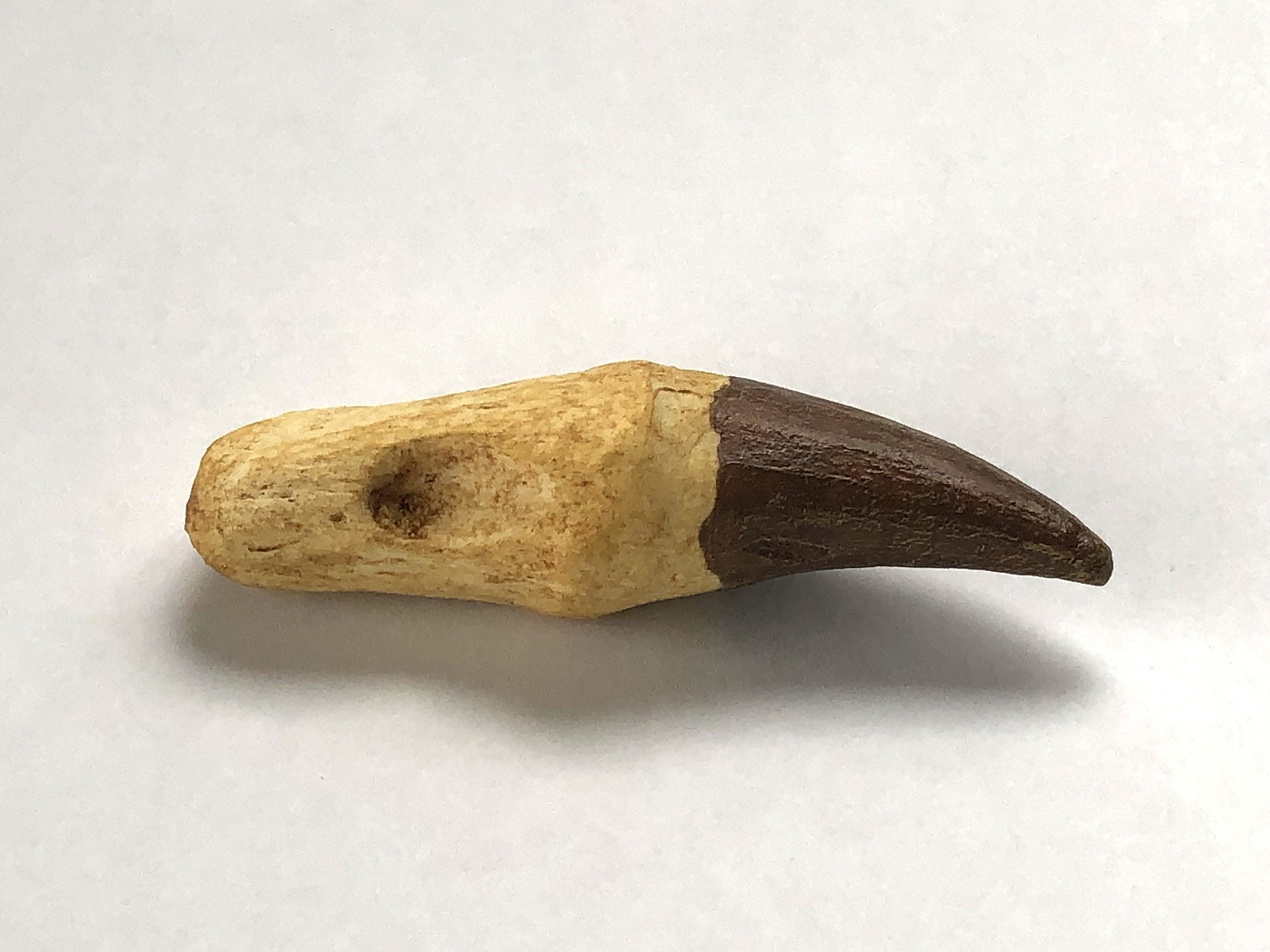 Basilisk Tooth Cast Resin Fossil Replica 3 Etsy