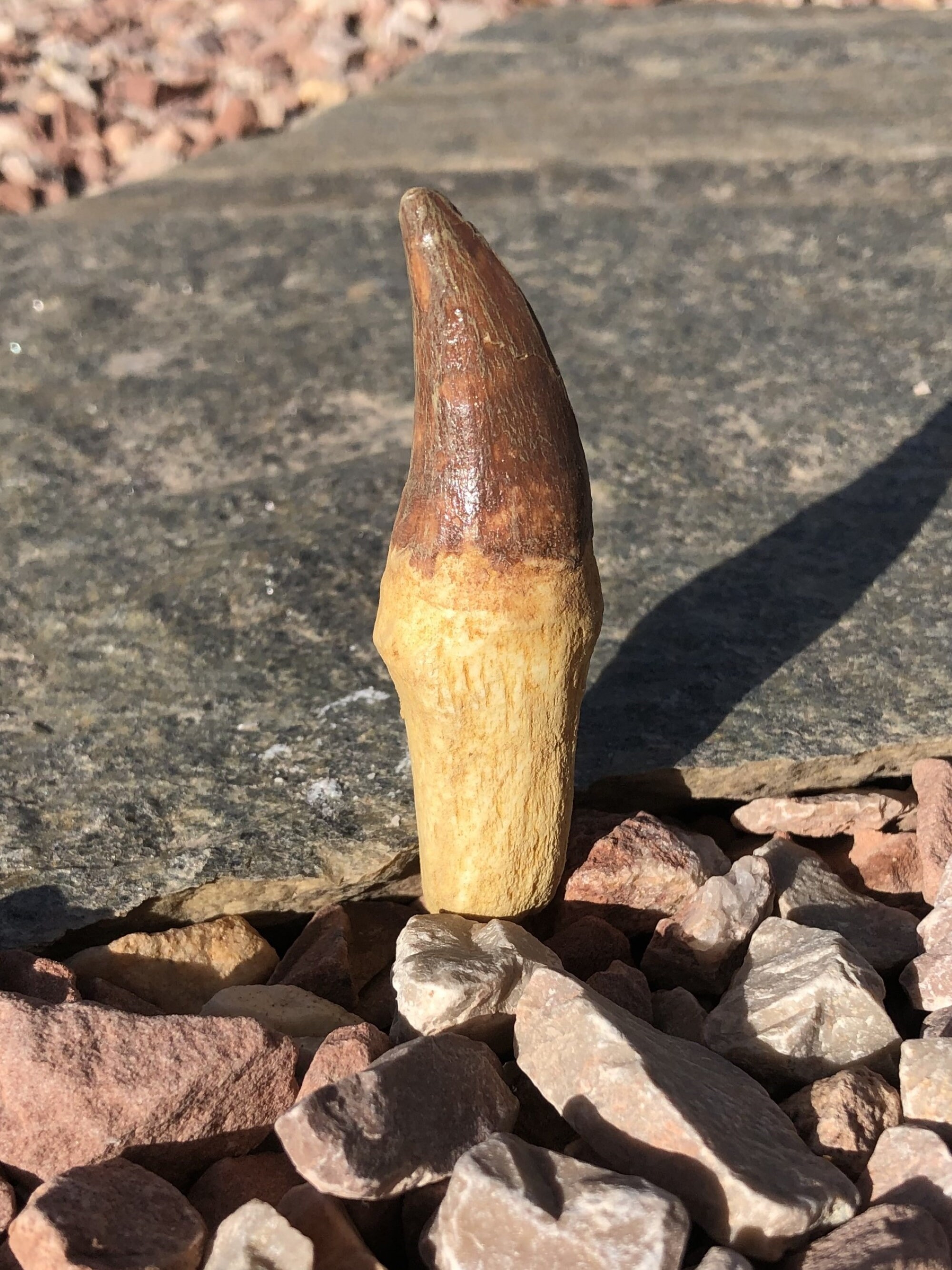 Basilisk Tooth Cast Resin Fossil Replica 3 Etsy