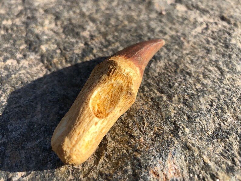 Basilisk Tooth Cast Resin Fossil Replica 3 Etsy