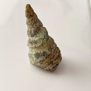 May include: A weathered, spiral-shaped fossil with a rough, textured surface. The fossil displays shades of brown, green, and tan, suggesting mineral deposits and age. The pointed end of the fossil is intact, showcasing its original form.