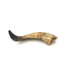 Black Dragon Horn Cast Resin Fossil Replica 10”