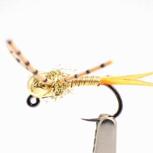 May include: A close-up of a fishing fly with a gold-colored head, tan and black striped antennae, and a body wrapped in gold wire. The fly has orange tail feathers and is attached to a black hook.
