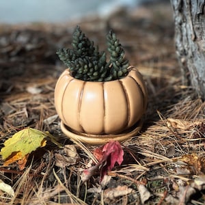 May include: A small succulent plant in a beige ceramic pumpkin-shaped planter with a matching saucer. The planter has a ribbed design and is sitting on a bed of pine needles.