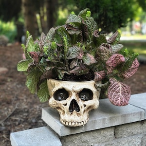 May include: A decorative skull-shaped planter made of a light beige material, filled with a vibrant plant. The plant features green and pink leaves with intricate veining. The planter sits on a gray stone wall, creating a unique Halloween or gothic-themed decor.