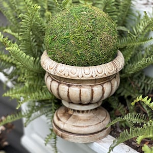 May include: A decorative urn with a moss ball. The urn is off-white with a detailed design and a pedestal base. The moss ball is a vibrant green and sits atop the urn, surrounded by green foliage.
